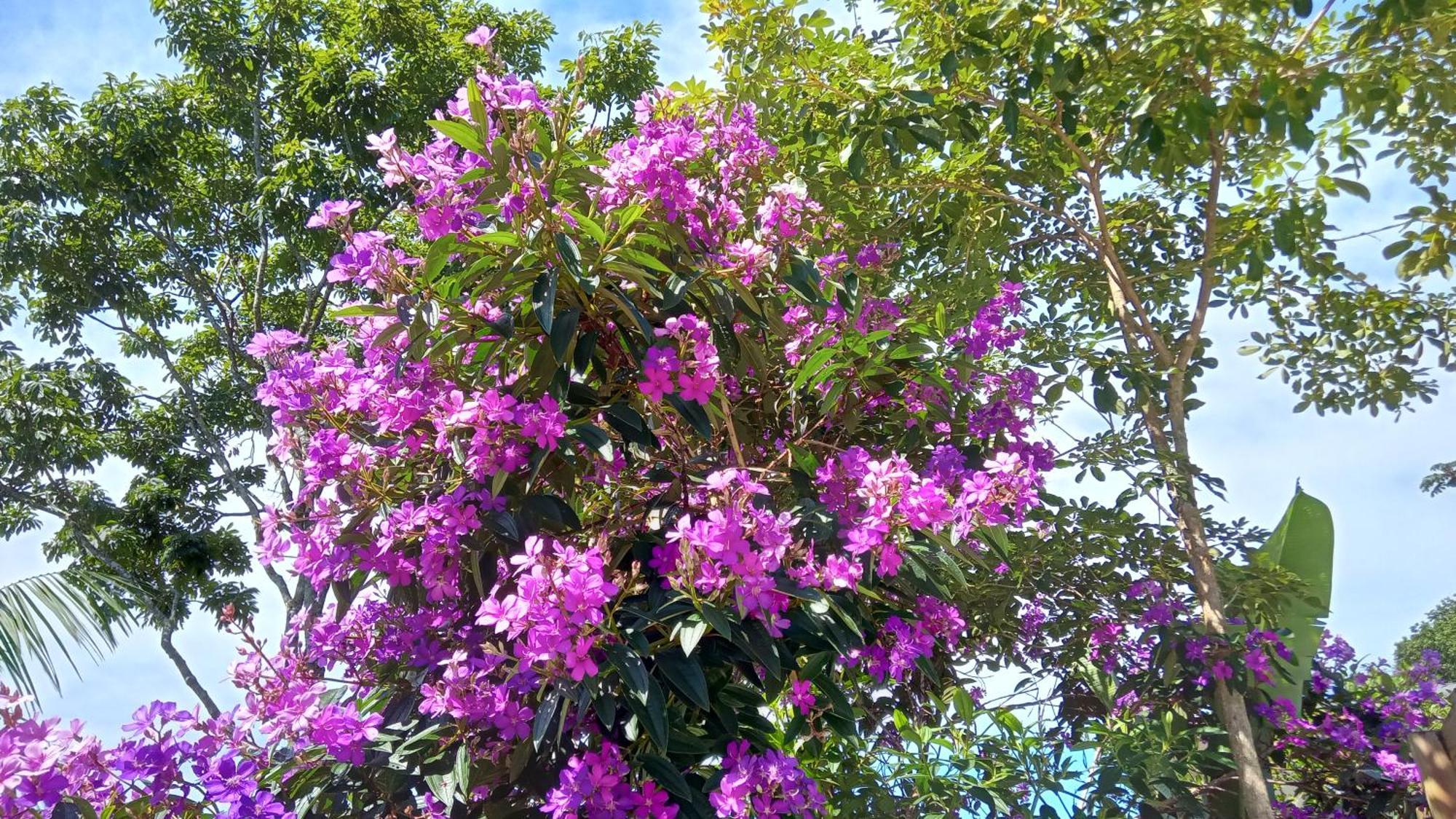 Hang Conectada Com A Natureza Сasa de vacaciones *